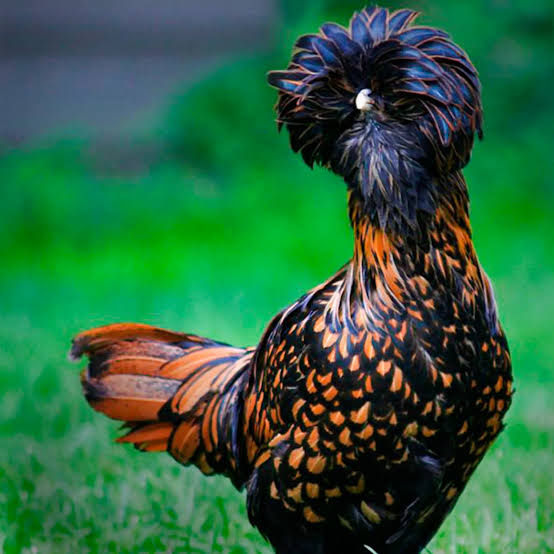 My little Polish chicken
